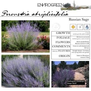 Perovskia-atriplicifolia-Russian-Sage-scaled-1.jpg