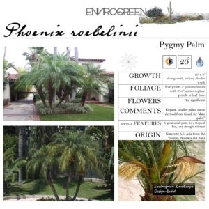 Phoenix-roebelinii-Pygmy-Palm-scaled-1.jpg