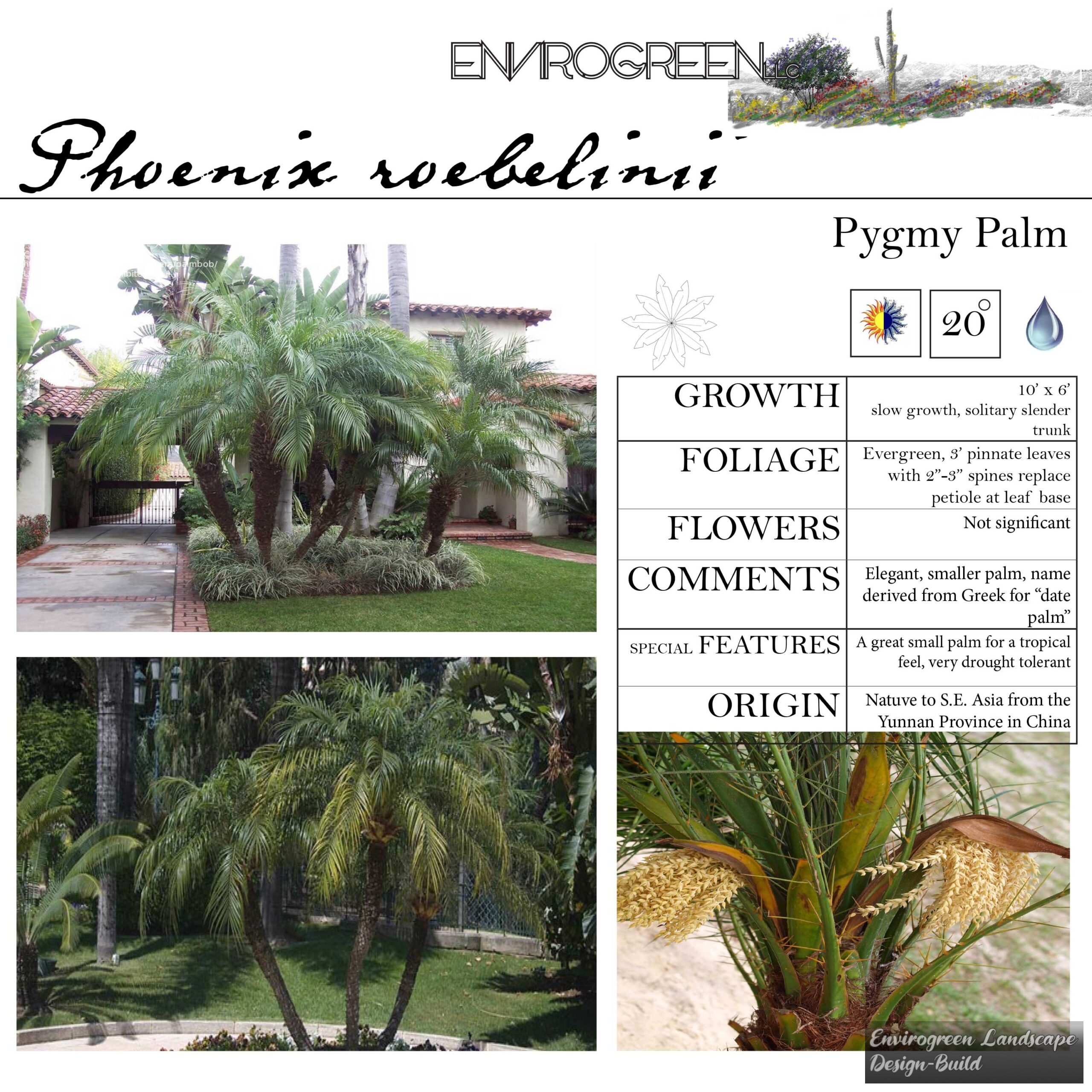 Phoenix roebelinii
