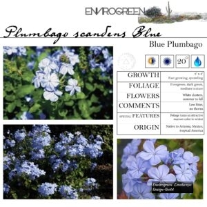 Plumbago-scandens-_Blue_-Blue-Plumbago-scaled-1.jpg