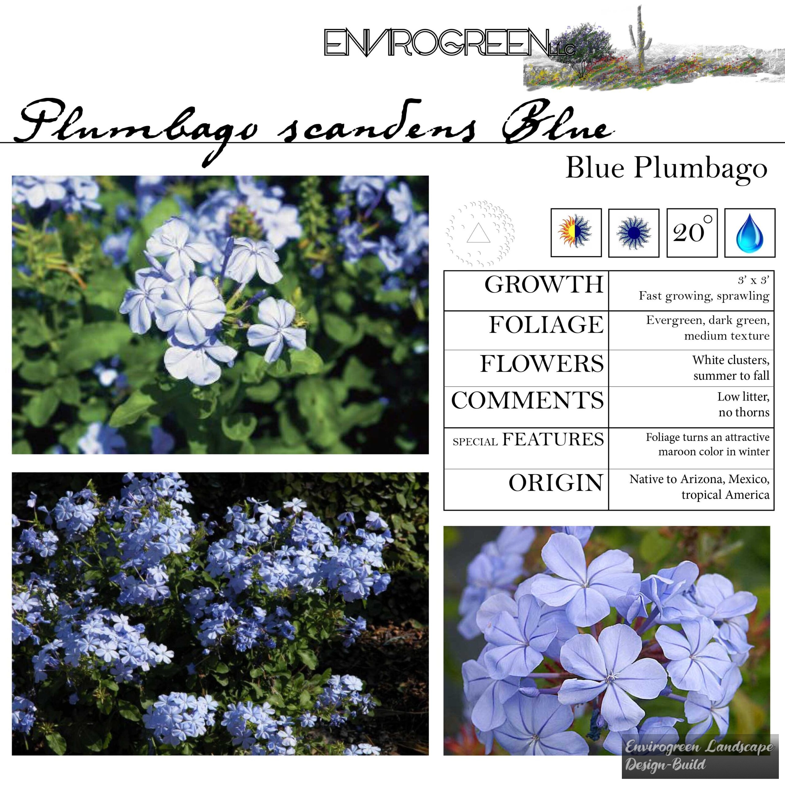 Plumbago scandens Blue