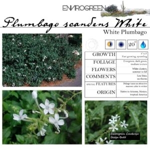 Plumbago-scandens-_White_-White-Plumbago-scaled-1.jpg