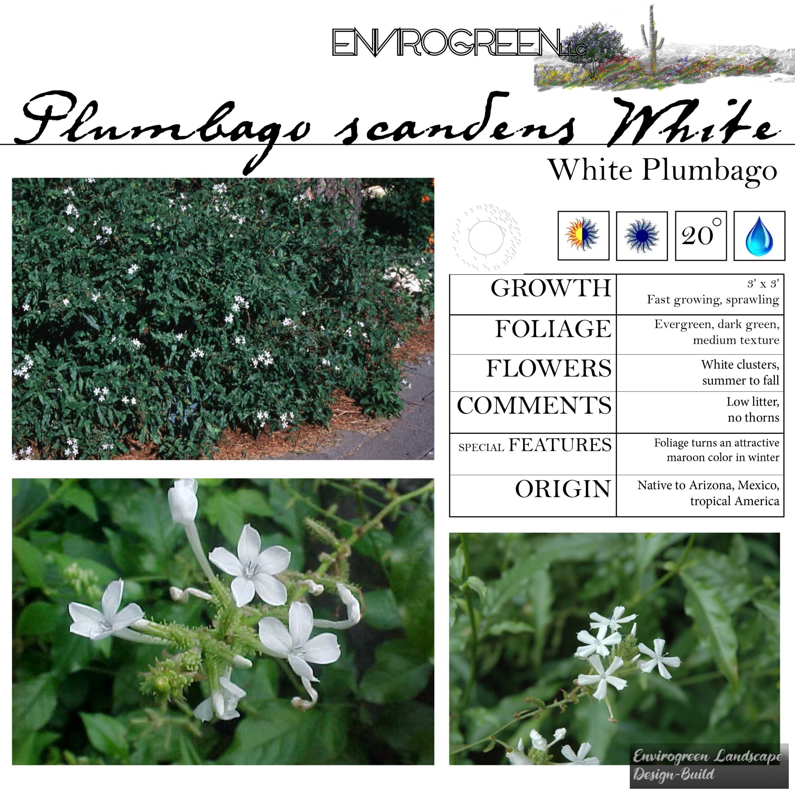 Plumbago scandens White