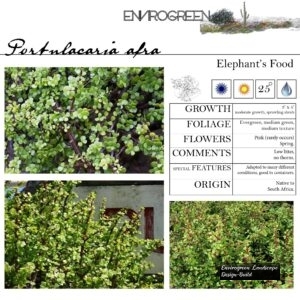 Portulacaria-afra-Elephant-Food-scaled-1.jpg