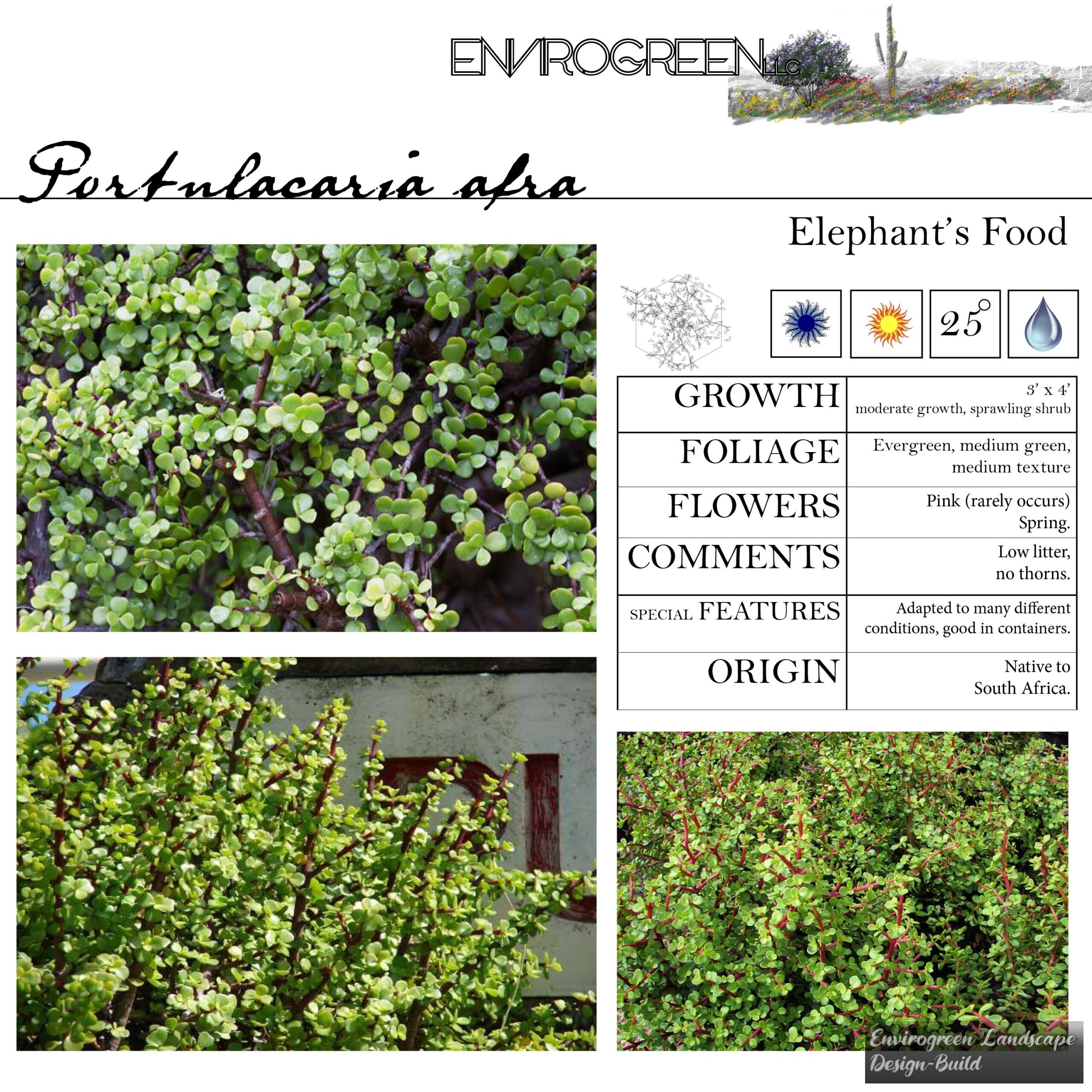 Portulacaria afra