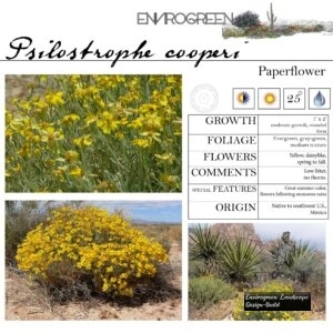 Psilostrophe-cooperi-Paperflower-scaled-1.jpg
