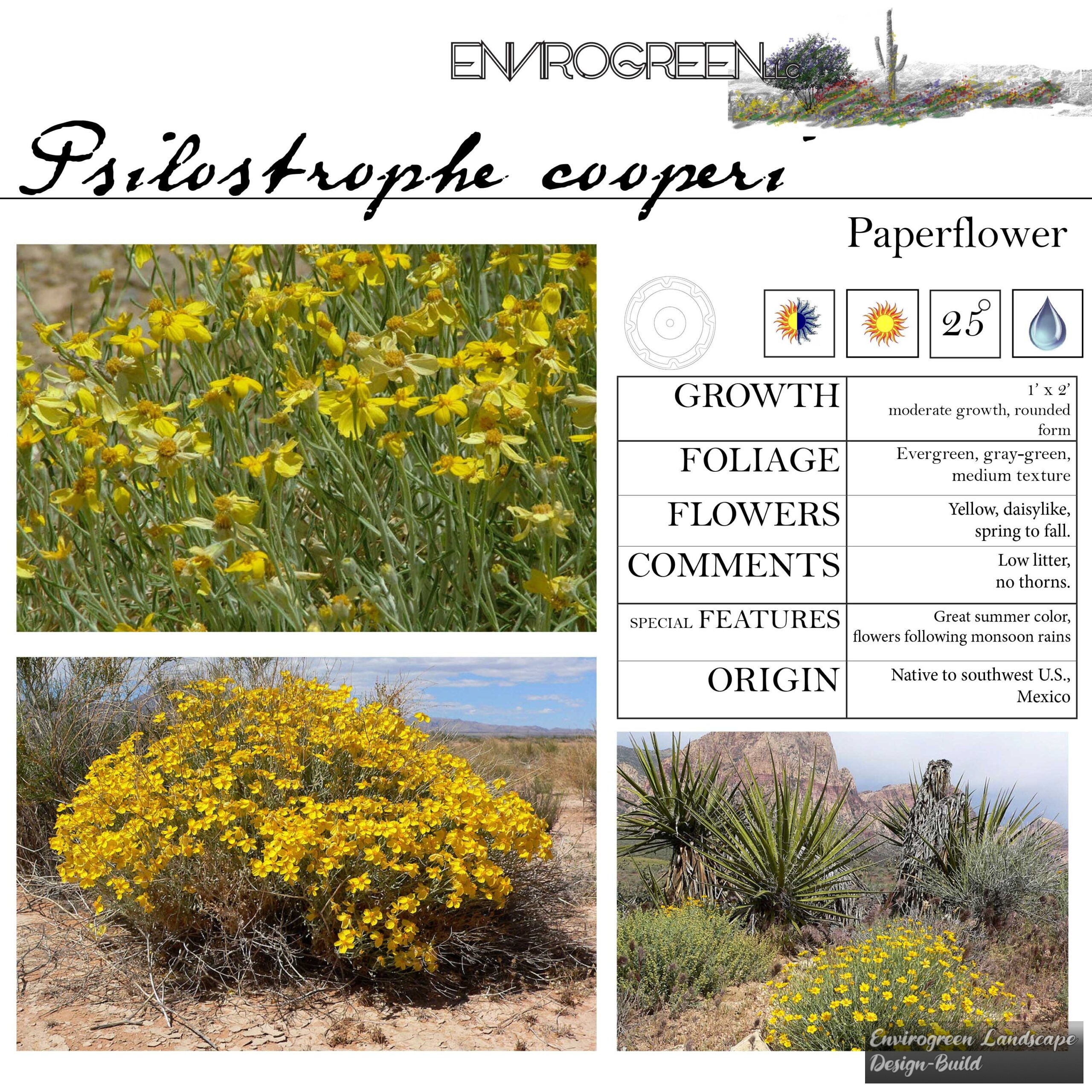 Psilostrophe cooperi