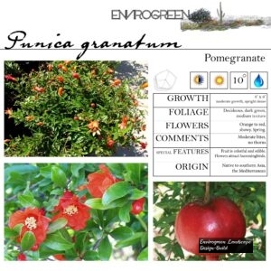 Punica-granatum-Pomegranate-scaled-1.jpg