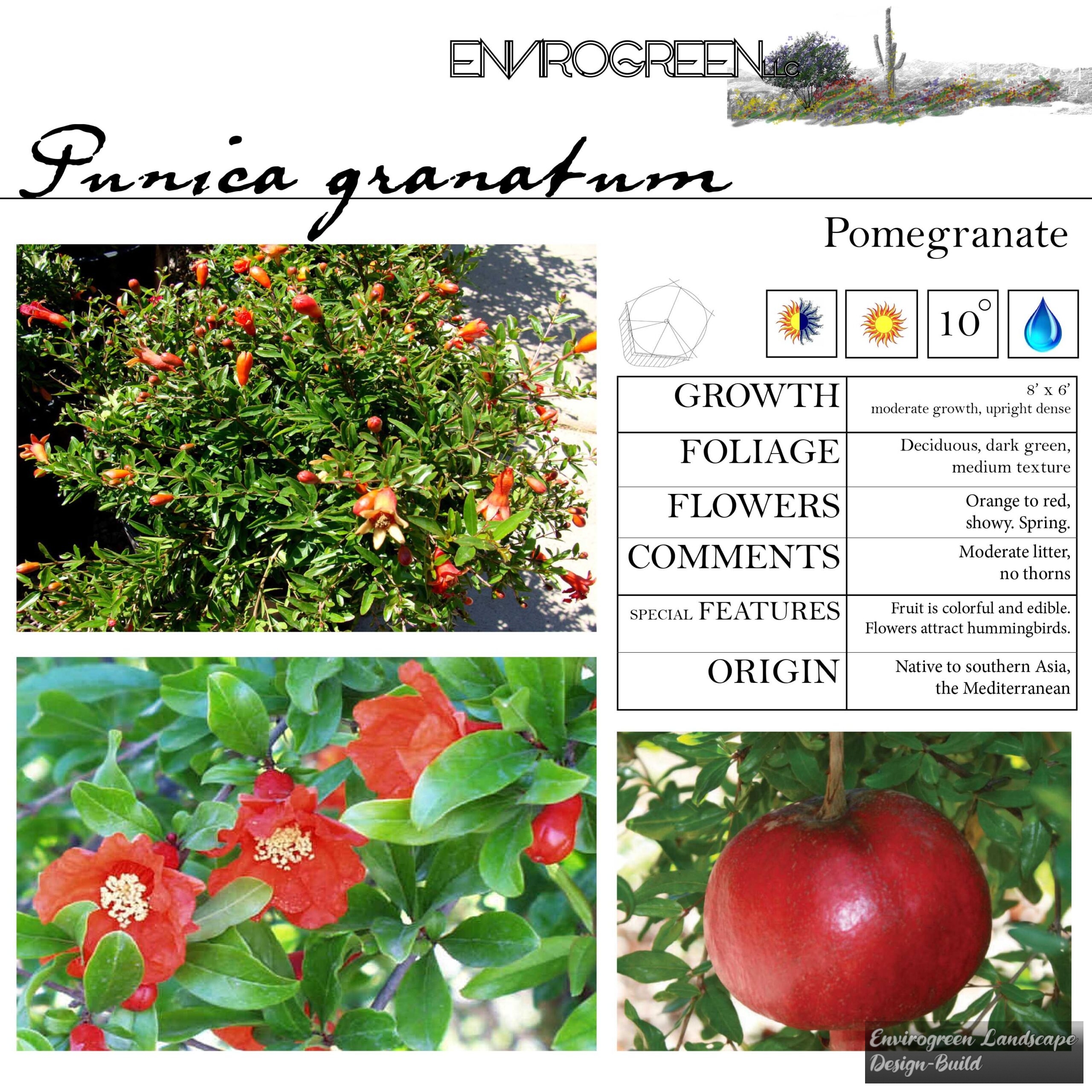 Punica granatum