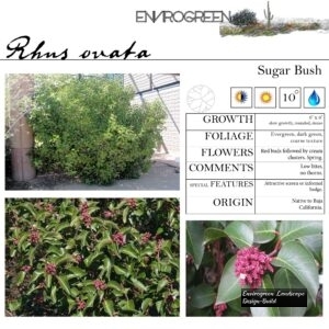 Rhus-ovata-Sugar-Bush-scaled-1.jpg
