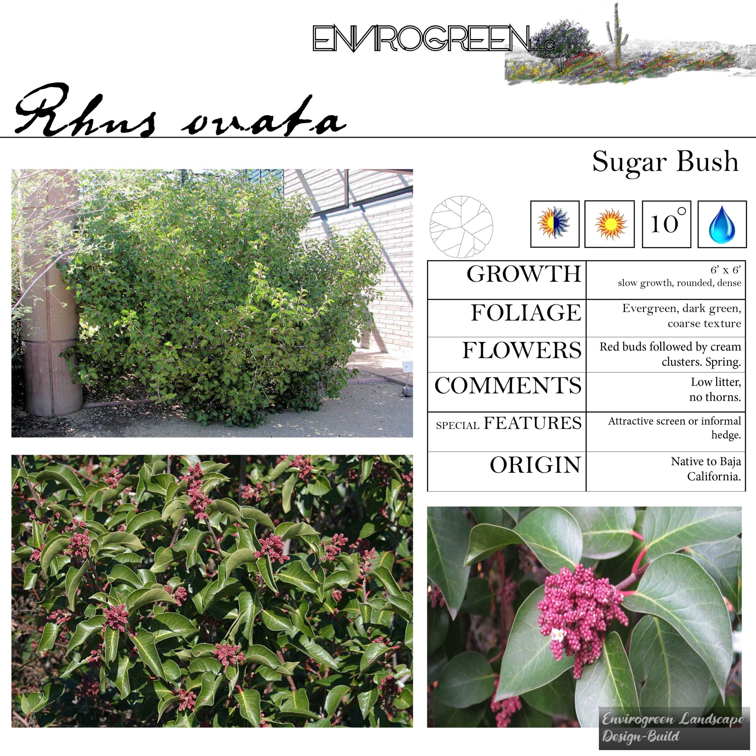 Rhus ovata