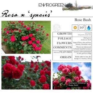 Rosa-x-_species_-Rose-Bush-scaled-1.jpg