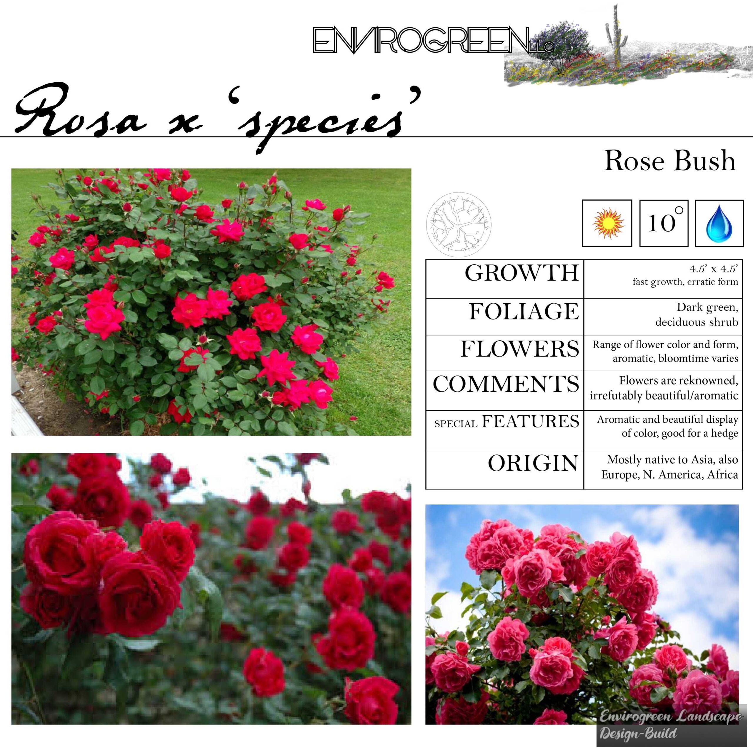 Rosa x species