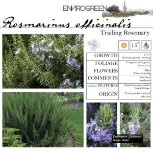 Rosmarinus-officinalis-Trailing-Rosemary-scaled-1.jpg