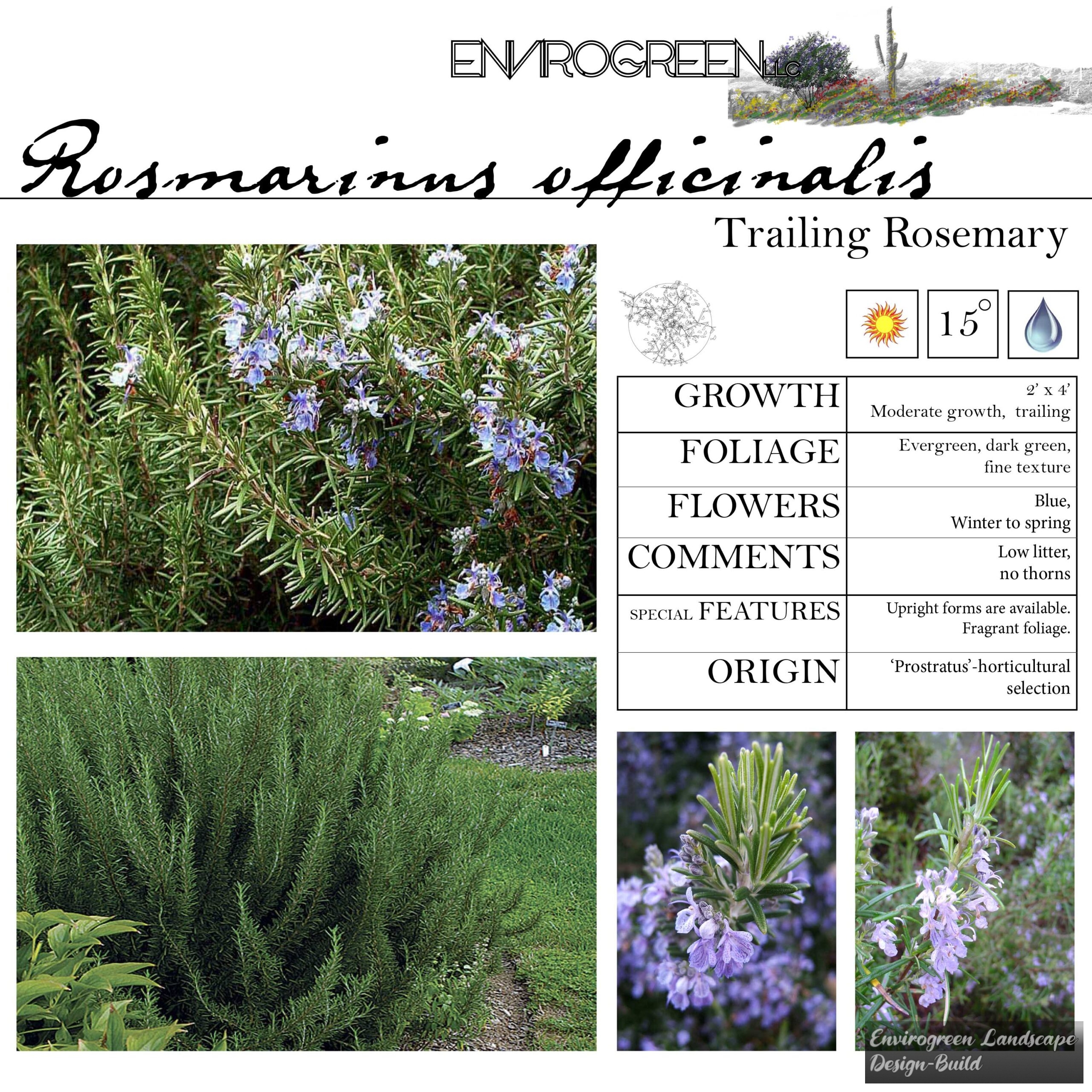 Rosmarinus officinalis