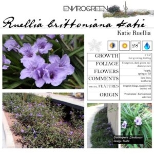 Ruellia-brittoniana-_Katie_-Katie-Ruellia-scaled-1.jpg