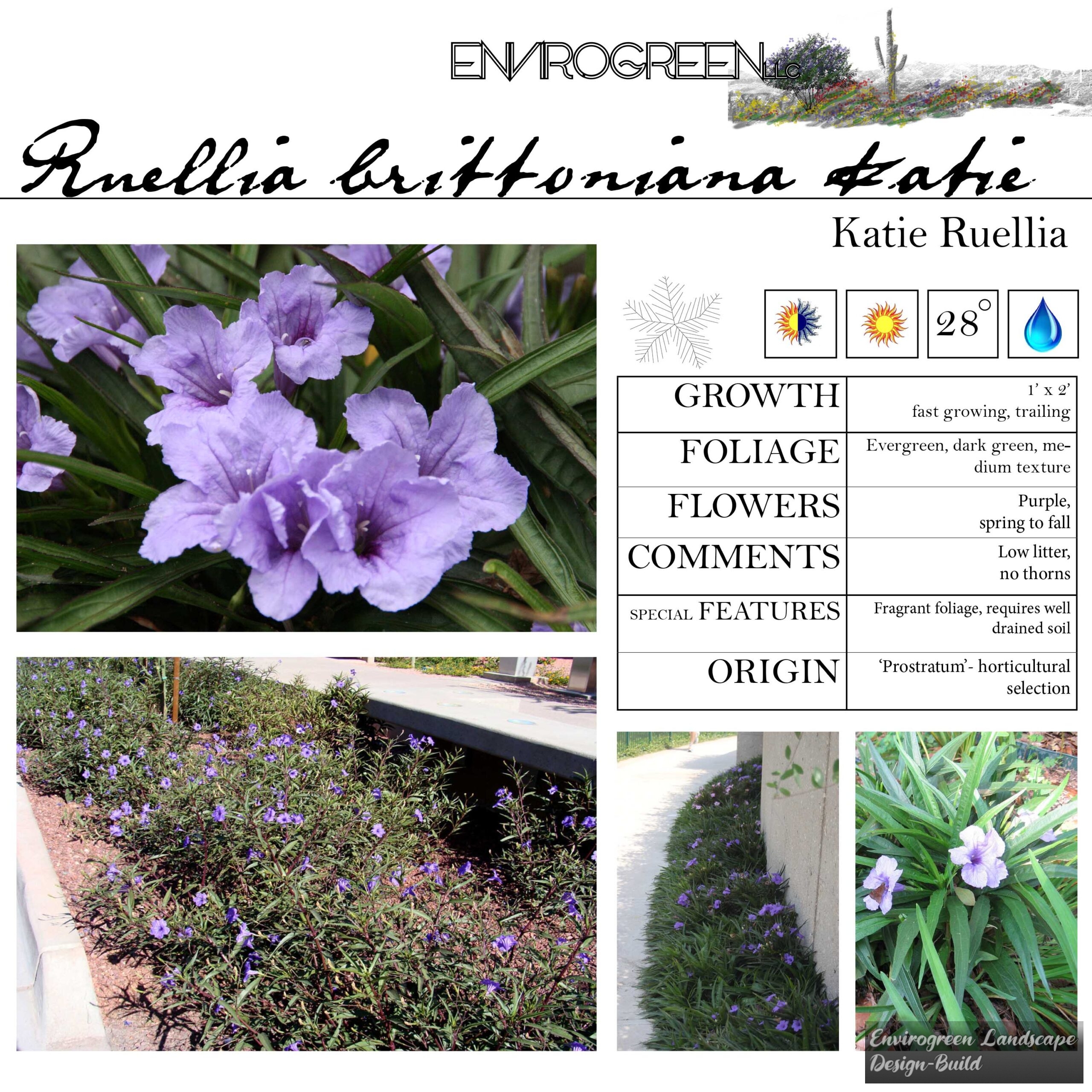 Ruellia brittoniana Katie