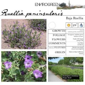 Ruellia-peninsularis-Baja-Ruellia-scaled-1.jpg