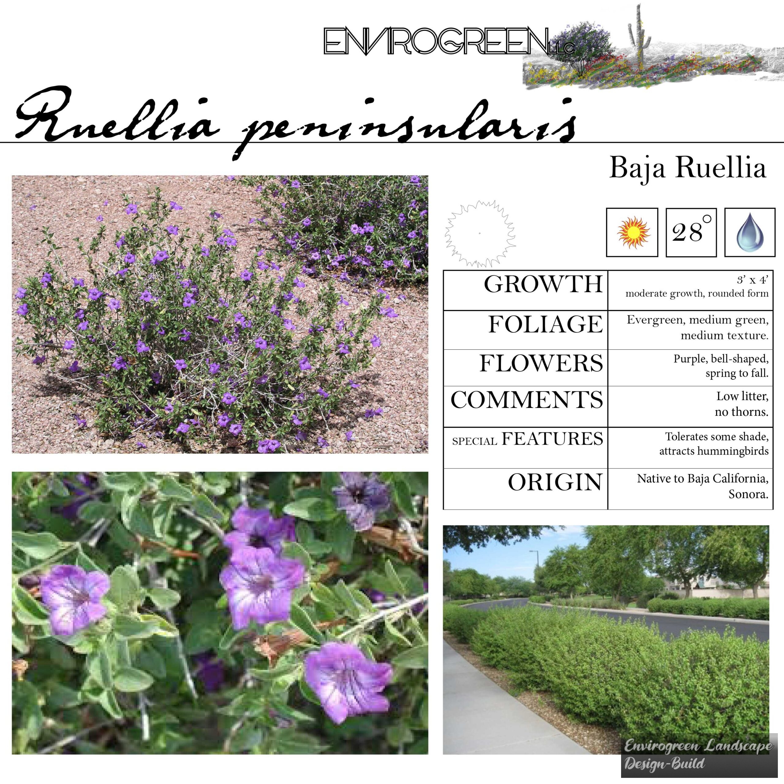 Ruellia peninsularis