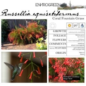 Russellia-equisetiformis-Coral-Fountain-Grass-scaled-1.jpg