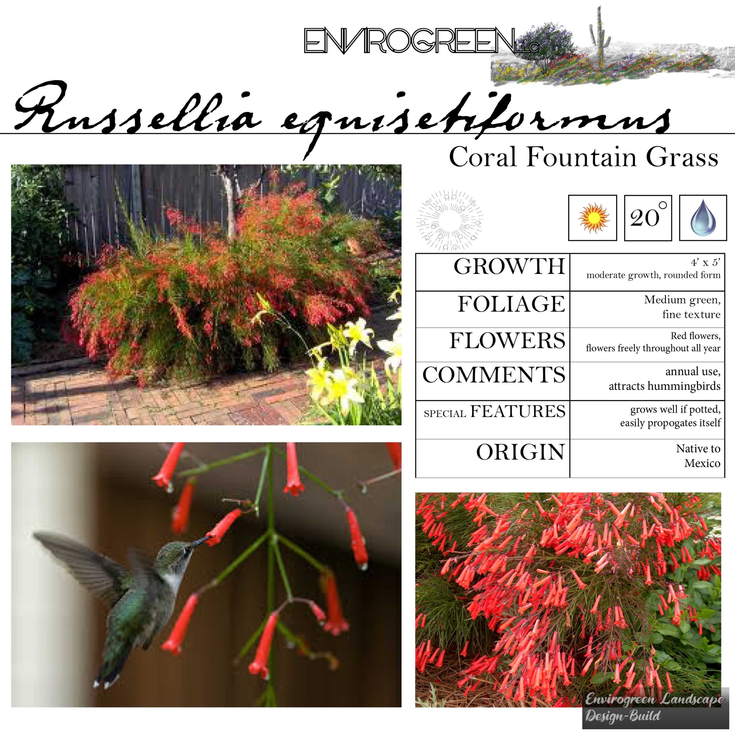 Russellia equisetiformis