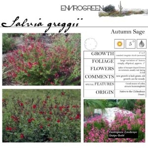 Salvia-greggii-Autumn-Sage-scaled-1.jpg