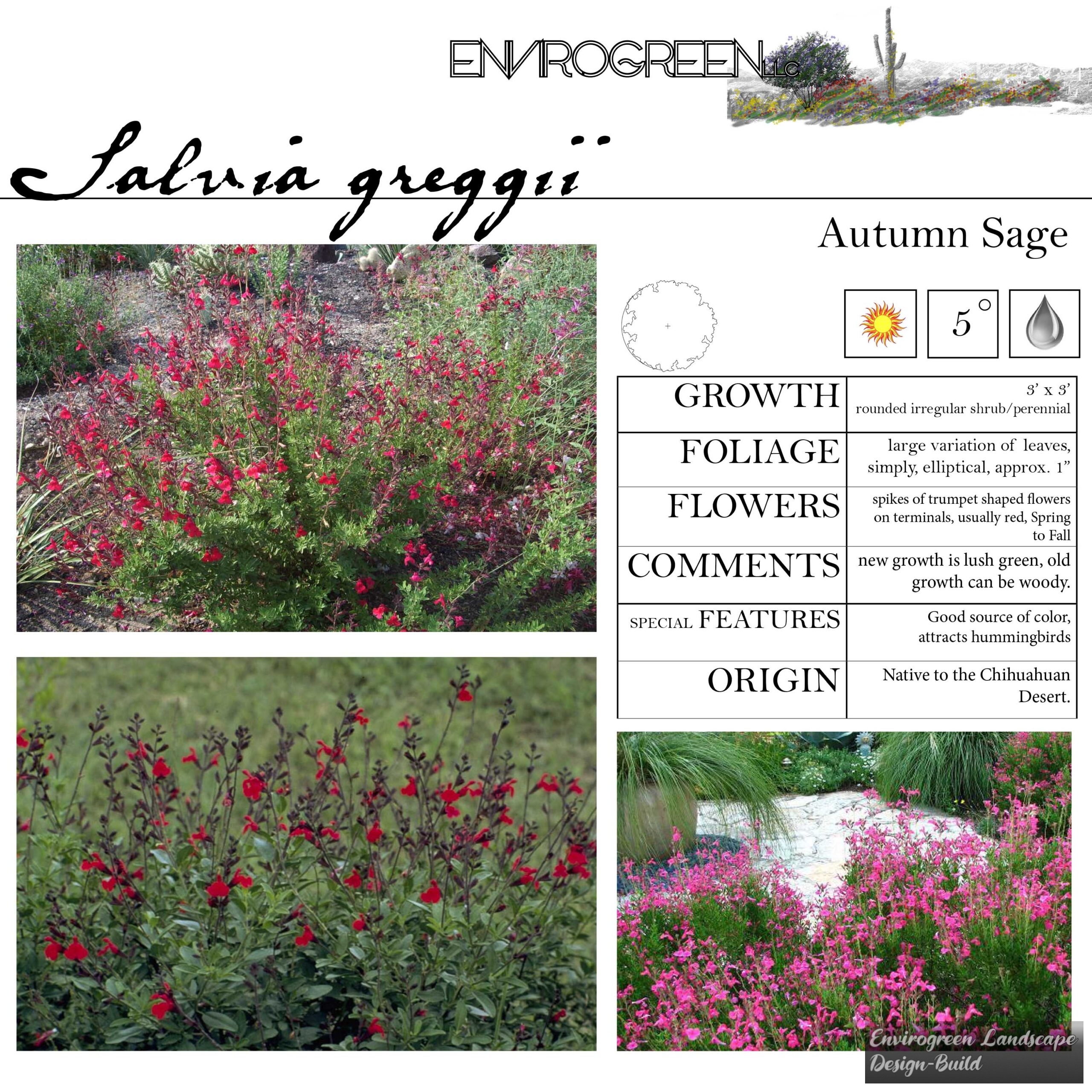 Salvia greggii