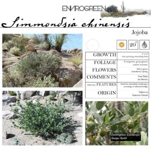 Simmondsia-chinensis-Jojoba-scaled-1.jpg