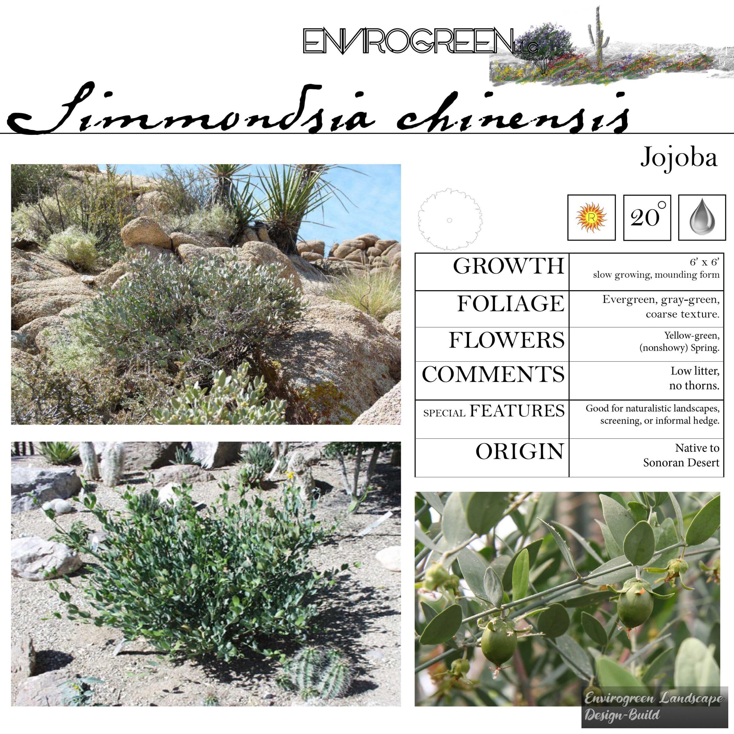 Simmondsia chinensis