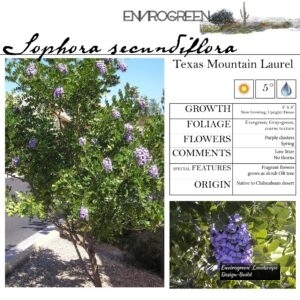 Sophora-secundiflora-Texas-Mountain-Laurel-scaled-1.jpg