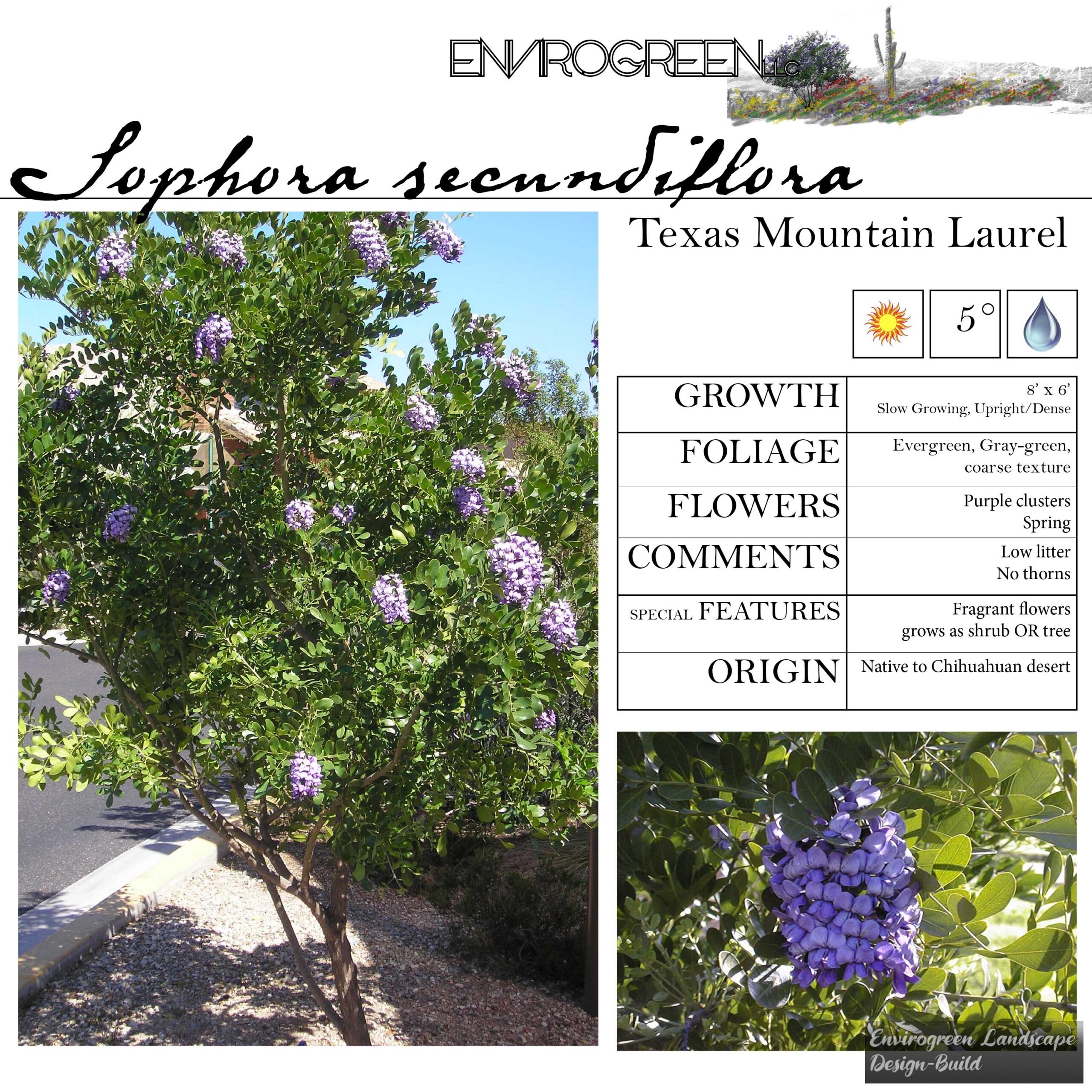 Sophora secundiflora