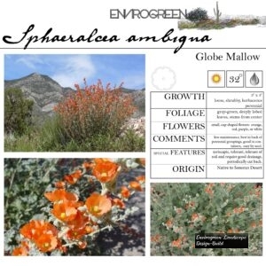 Sphaeralcea-ambigua-Globe-Mallow-scaled-1.jpg
