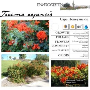 Tecoma-capensis-Cape-Honeysuckle-scaled-1.jpg