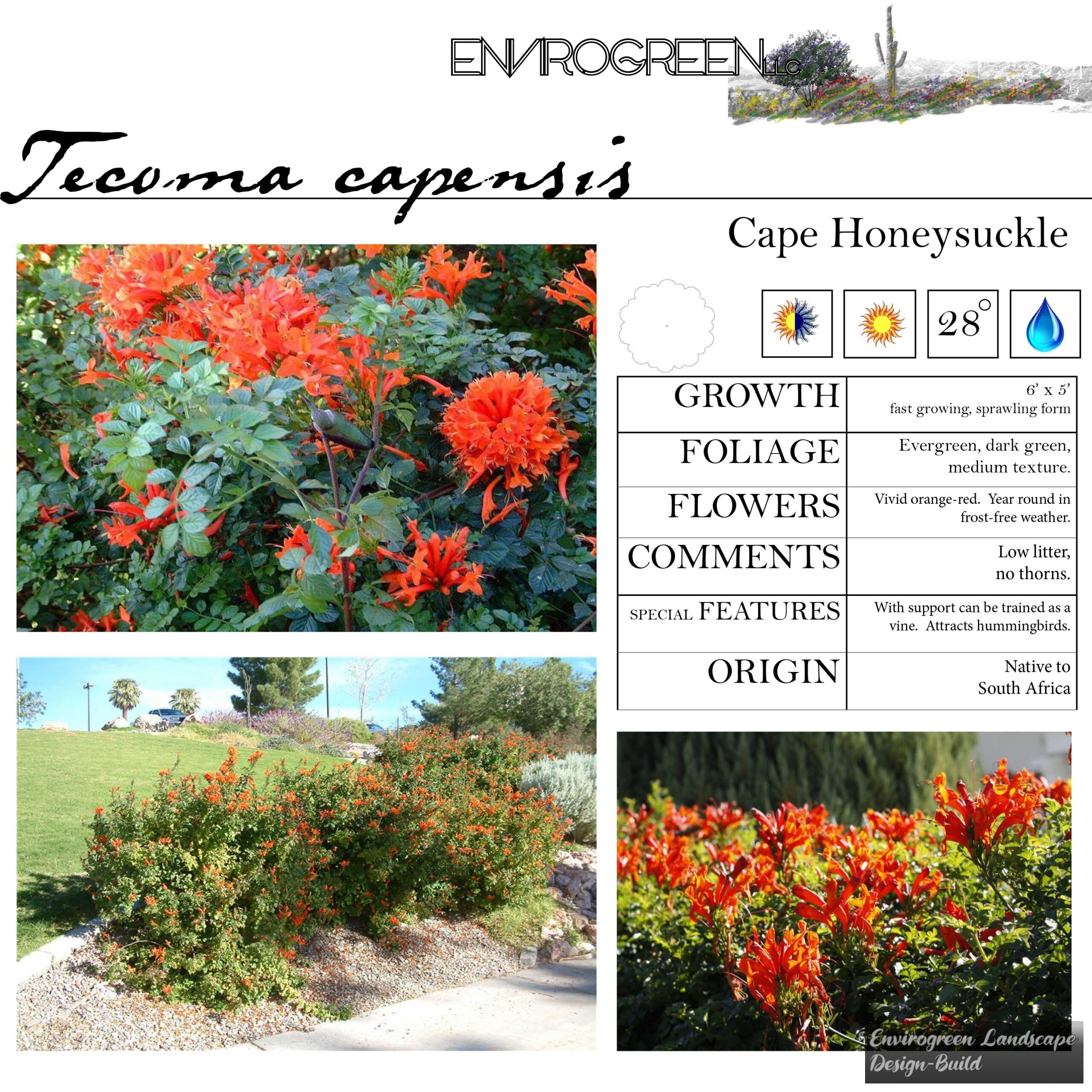 Tecoma capensis