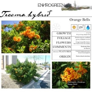 Tecoma-hybrid-Orange-Bells-scaled-1.jpg