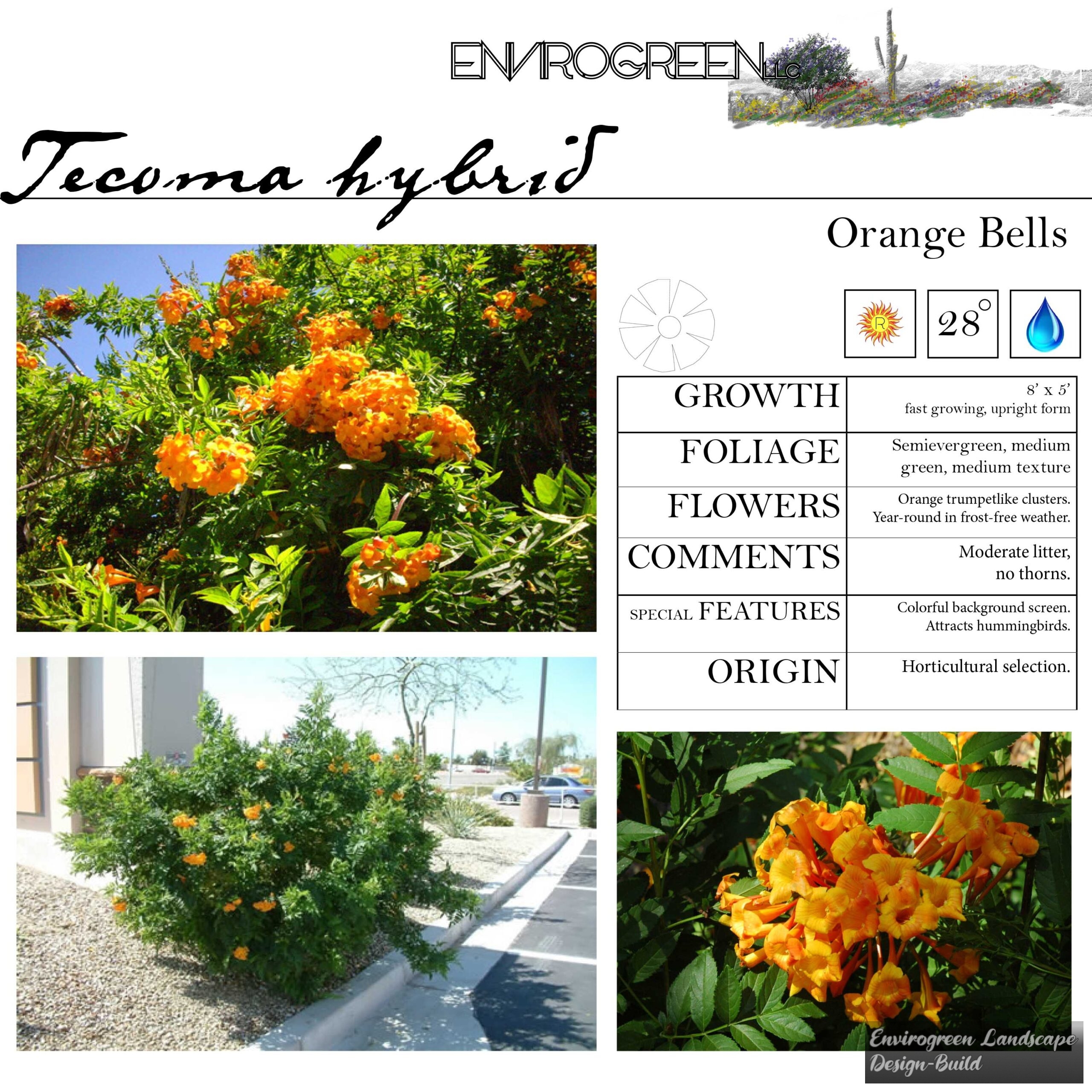 Tecoma hybrid