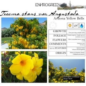 Tecoma-stans-var-Angustata-Arizona-Yellow-Bells-scaled-1.jpg