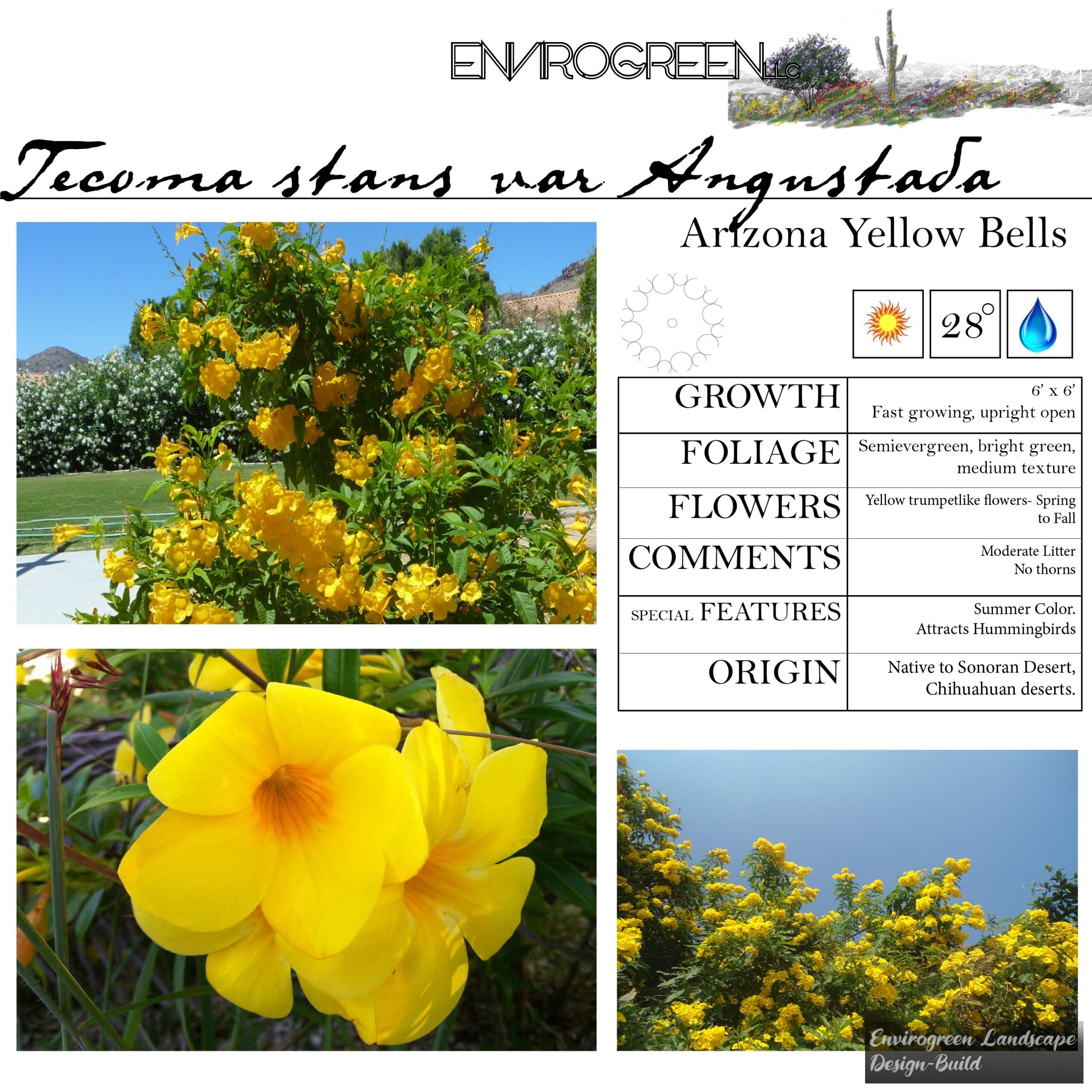 Tecoma stans var Angustata