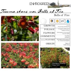 Tecoma-stans-var-_Bells-of-Fire_-scaled-1.jpg