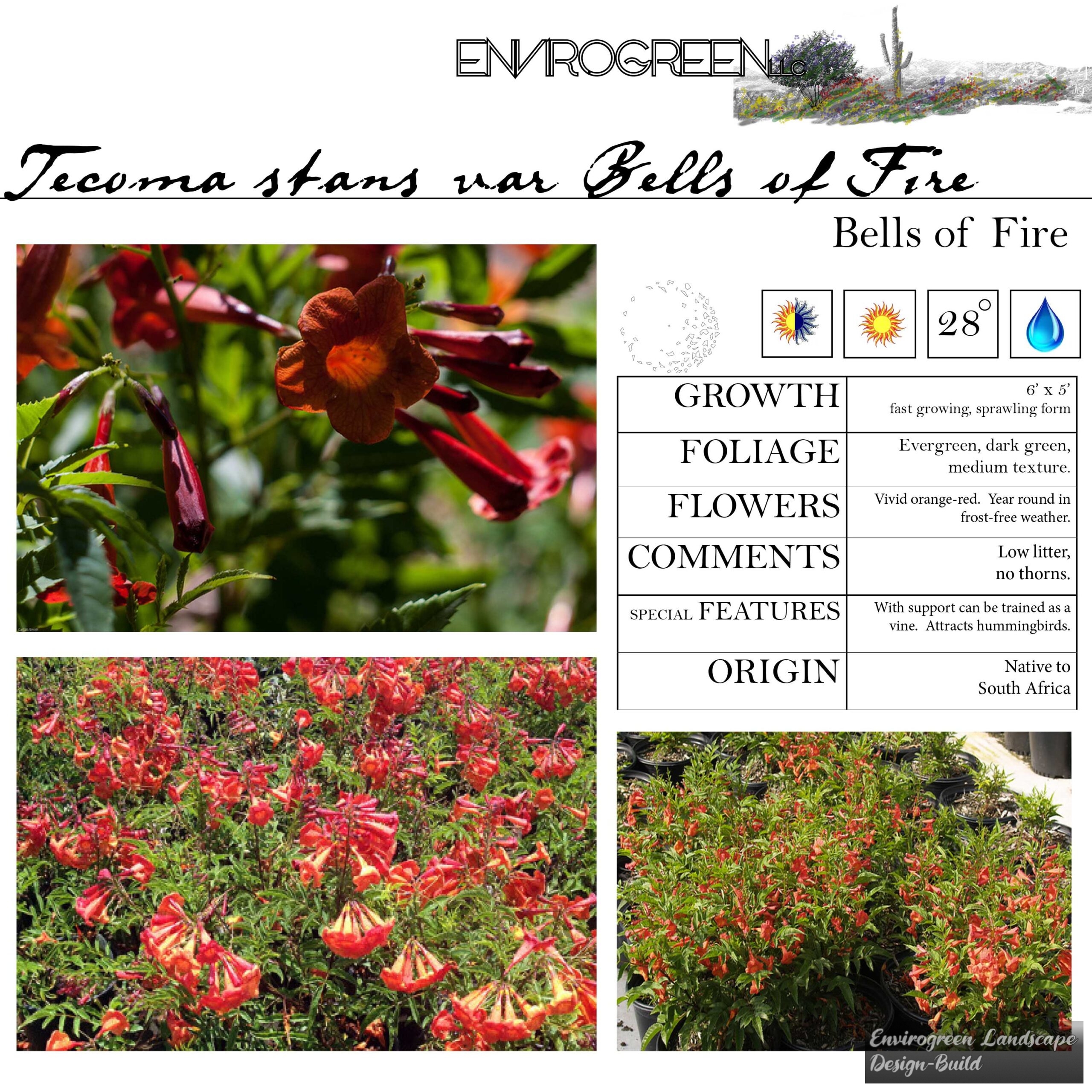 Tecoma stans var Bells of Fire