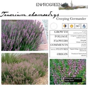 Teucrium-chamaedrys-Creeping-Germander-scaled-1.jpg