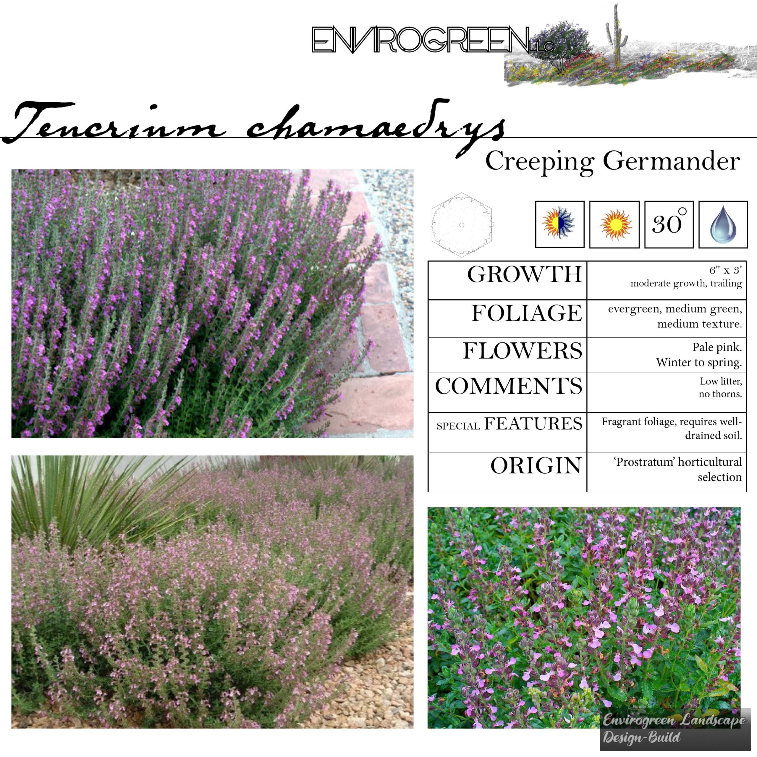 Teucrium chamaedrys