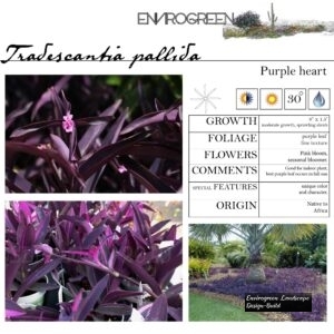 Tradescantia-pallida-Purple-Heart-scaled-1.jpg