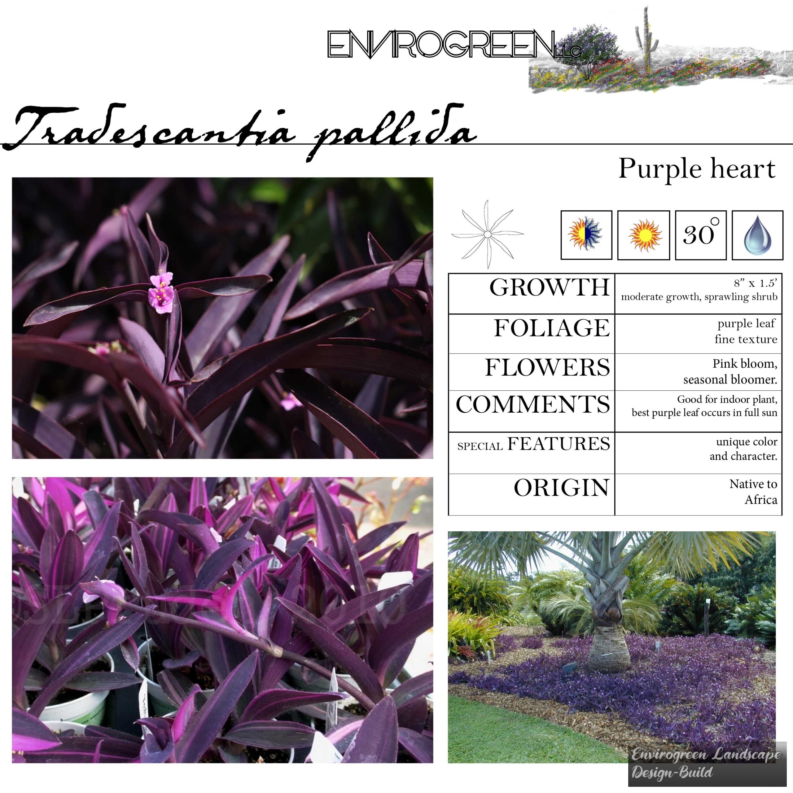 Tradescantia pallida