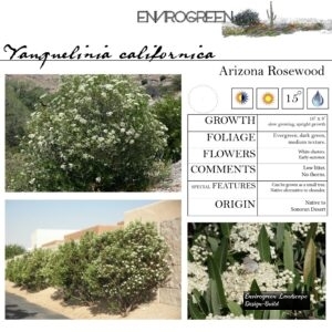 Vauquelinia-californica-Arizona-Rosewood-scaled-1.jpg