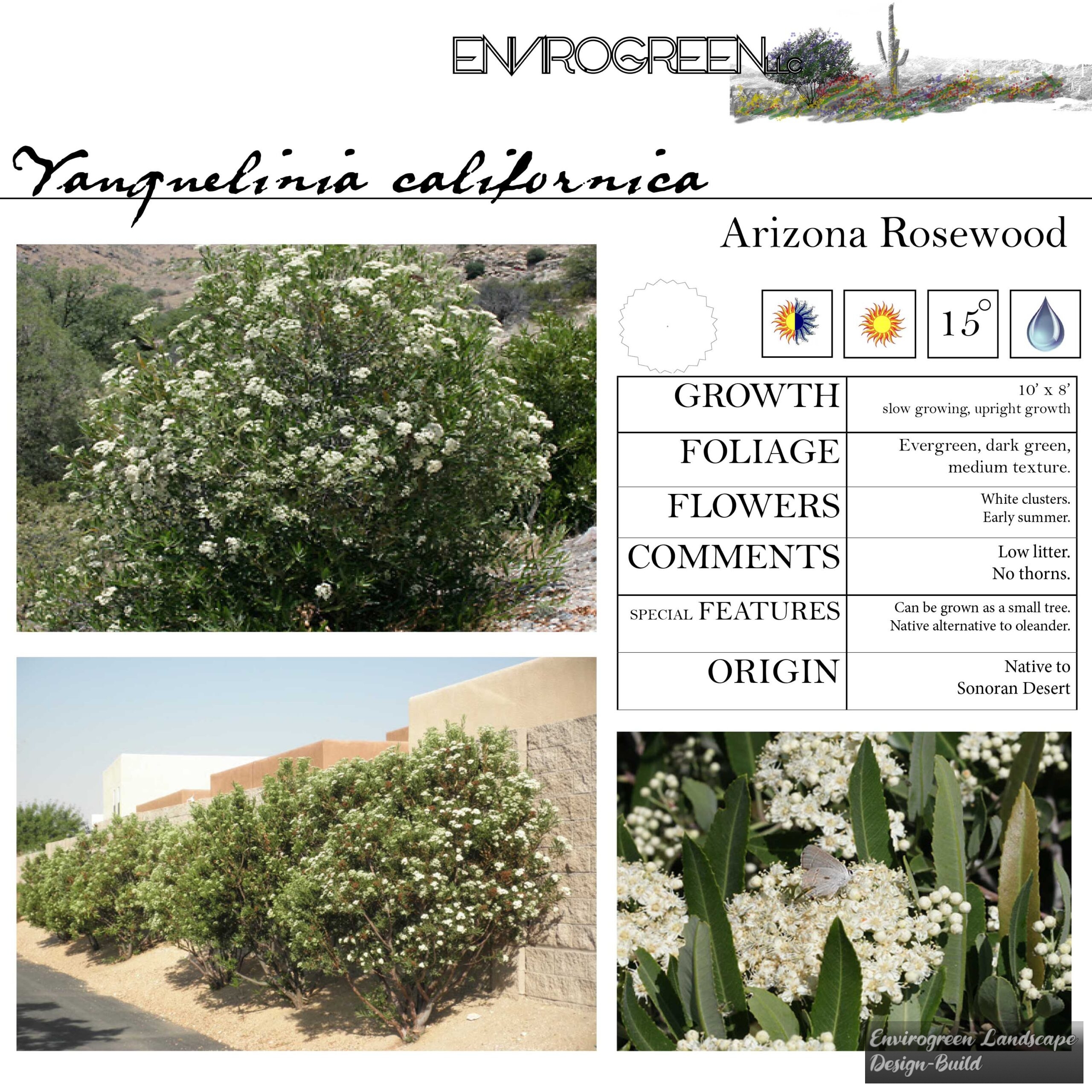 Vauquelinia californica