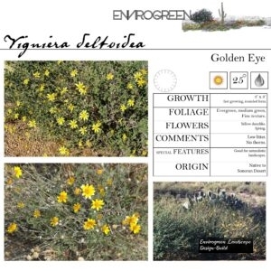 Viguiera-deltoidea-Golden-Eye-scaled-1.jpg