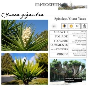 Yucca-gigantea-Giant-Yucca-scaled-1.jpg