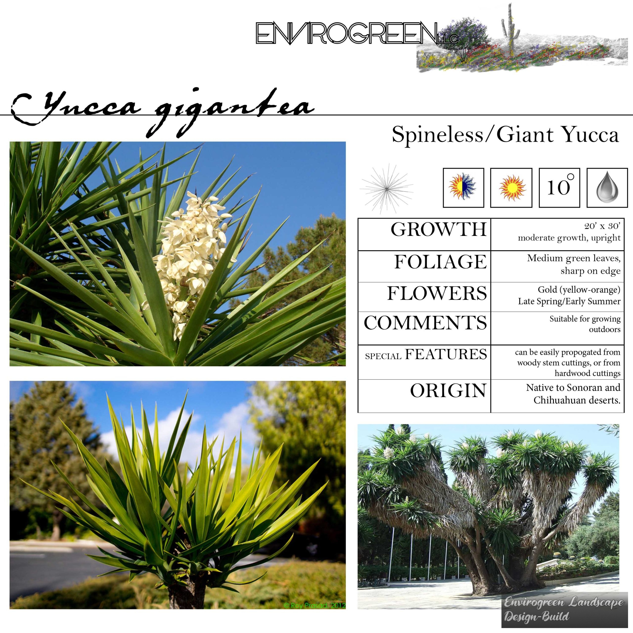 Spineless/Giant yucca