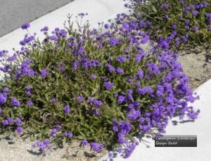 Rigid Verbena thumbnail